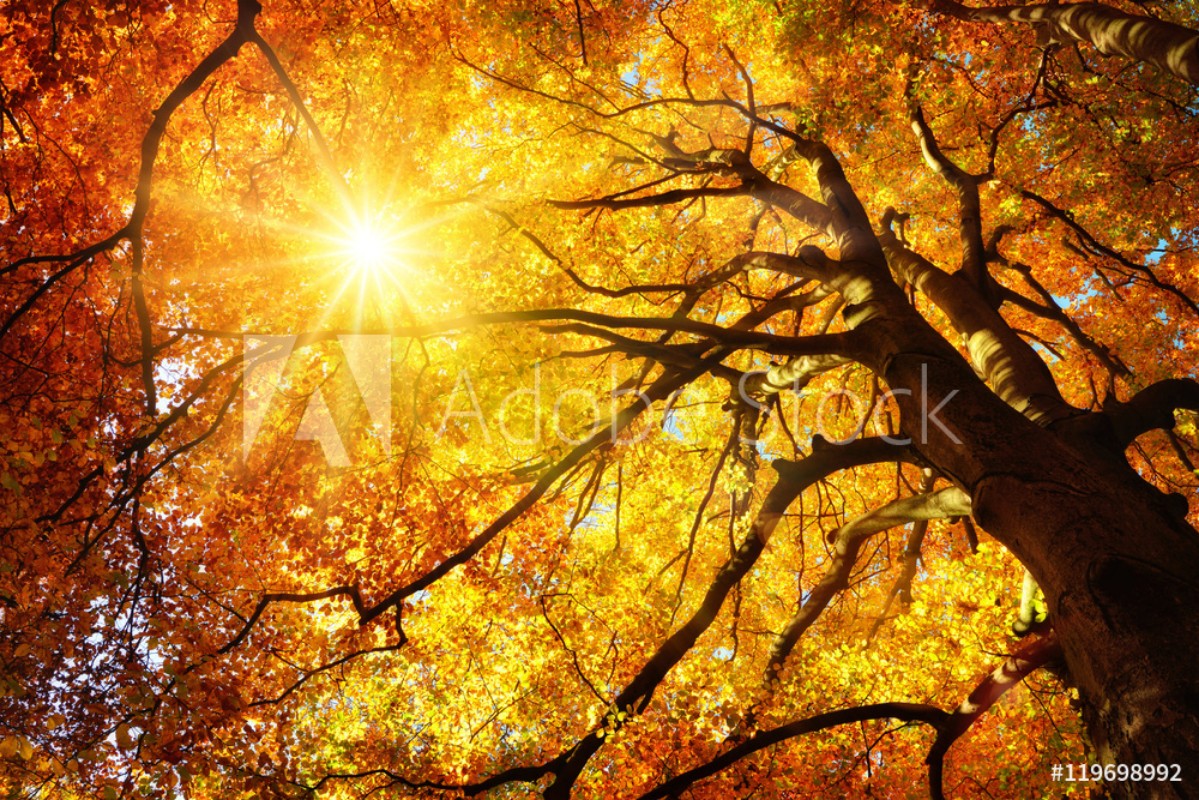 Majesttische Buche im Herbst der Baum wird von der Sonne warm